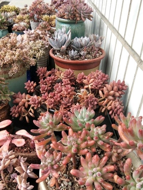 春天买多肉,三思而后行,买多了家里放不下,肉不在多而在精