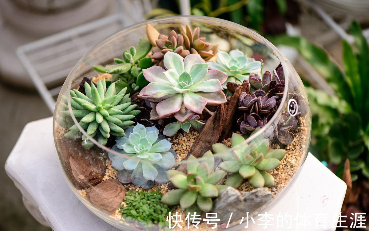 养多肉,盆栽不忽略这4点,茎叶就会发蔫、养不肥