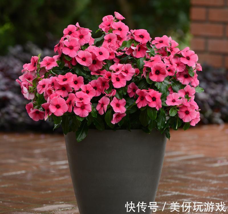 霜降之后阳台养这几种花，只要有光照，花开不断，寓意平安富贵