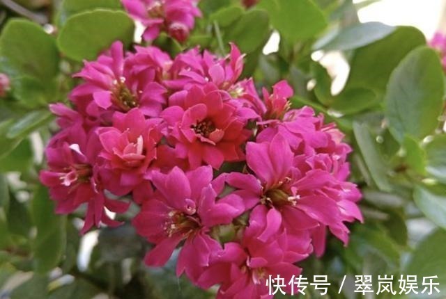 植株|给绿萝、长寿花浇水,多做“1件事”,植株1个月旺盛,容易爆盆!