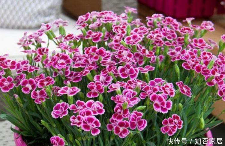 4种花适合夏天养,开花爆盆花期长,开花就爆盆,不易生病好养护