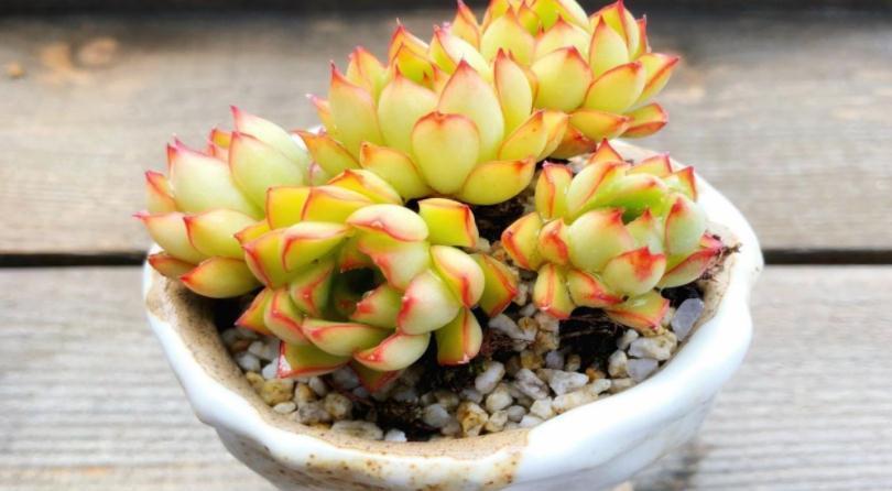 养多肉没掌握住这些技巧,状态会越来越差,新人切记