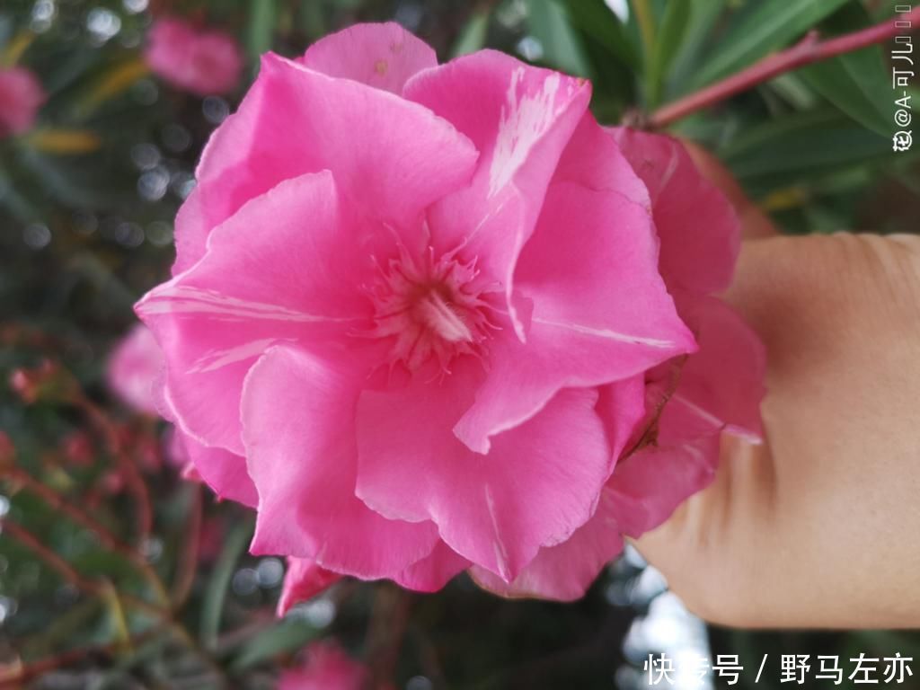 狗牙花|1种花剧毒之花,也是环保卫士,真是让人又爱又恨