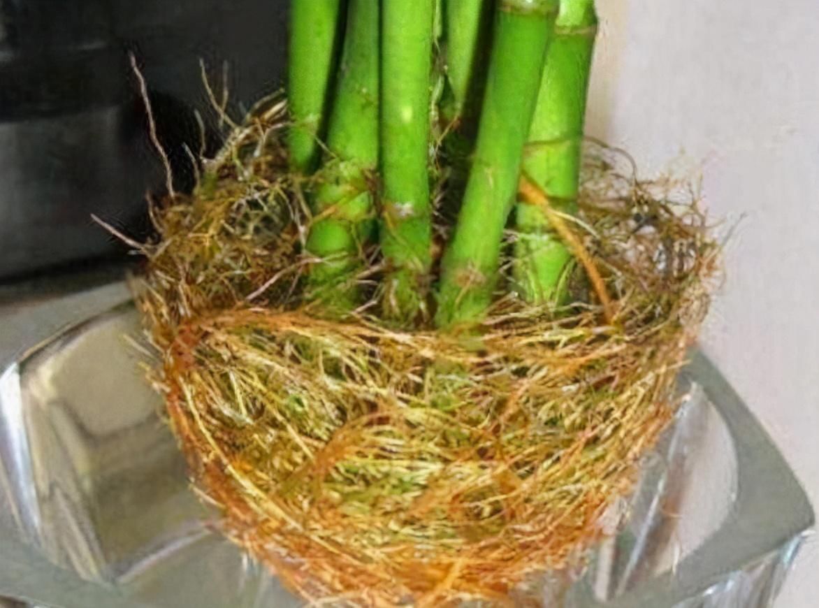 烂根|秋冬天养花,三种水不能拿来浇花,易黄叶烂根,养花人速看