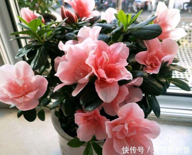 阳台养花,不妨养这4款植物,好养易爆盆,简单易成活,纯洁美