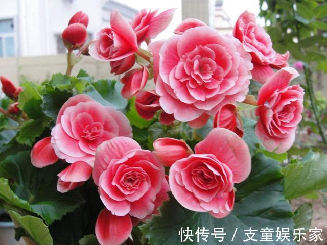 漂亮花|3种漂亮花,再“喜欢”也别贸然买,太难养,一般人根本养不活