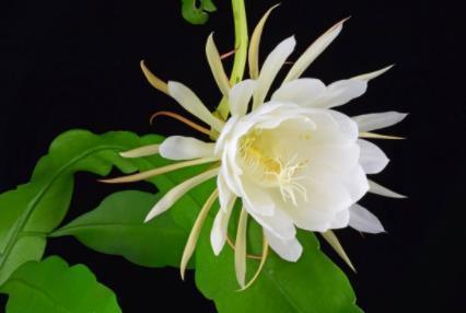 止咳化痰|这些中药“止咳化痰”非常好，很有用，收藏起来吧！