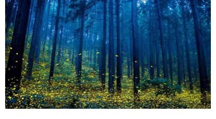 开头|《萤火虫之墓》是一个纯悲剧式的故事,从开头到结尾都没有转折?