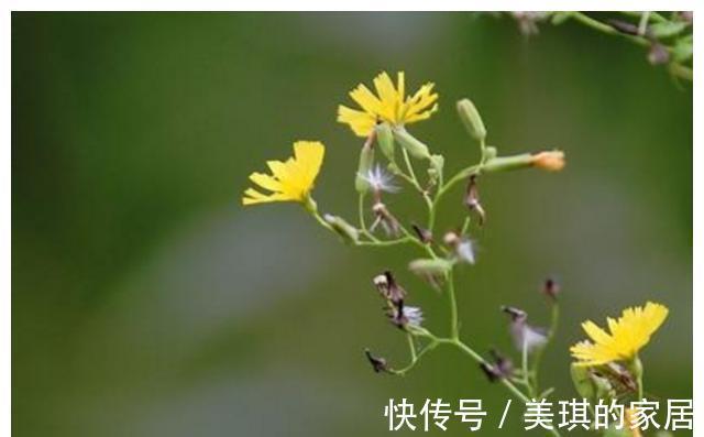 药材|农村这种“野草”,人称“还阳草”,遇见此花,一生喜乐无忧