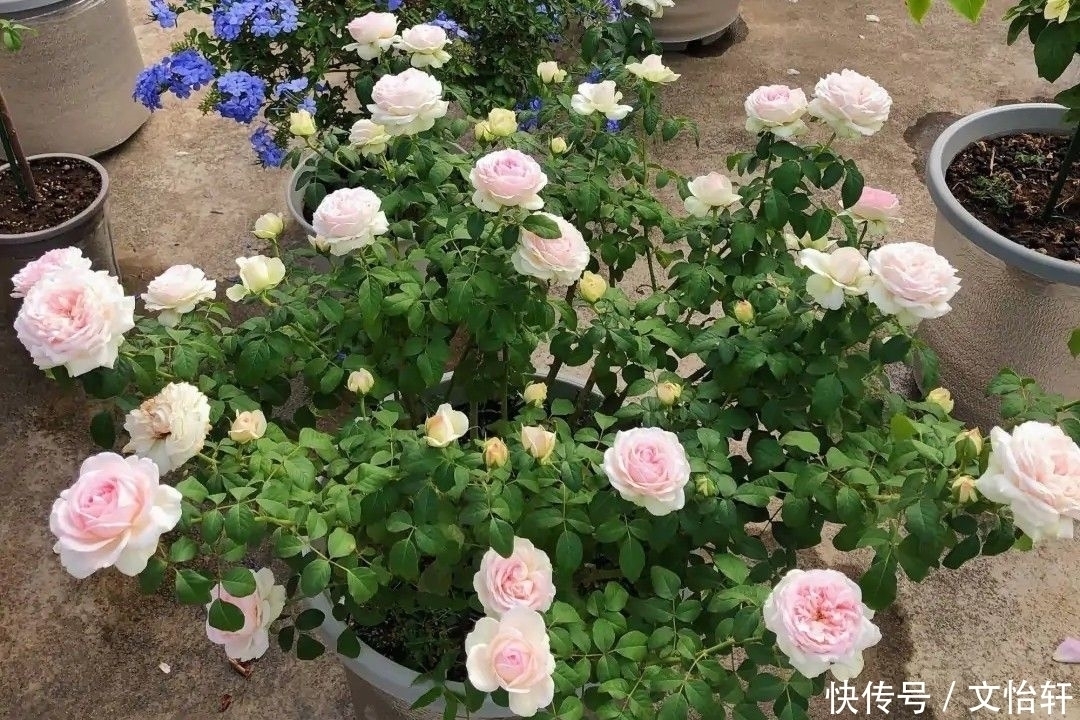 品种|100个月季品种,千姿百态,每个都很漂亮,图名并茂,值得收藏