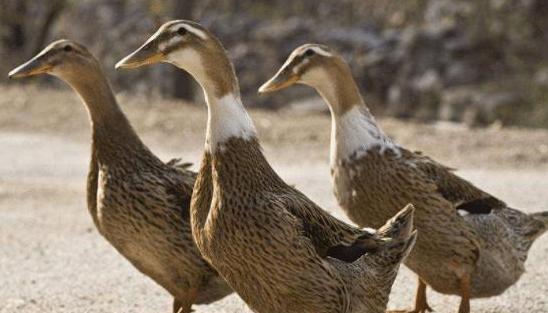 鸭毛怎么才能拔干净？学学老妈的3技巧，每次鸭毛拔得超干净