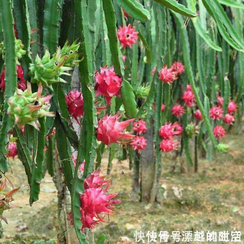 要是你家有空地，推荐这6株果苗，沾土就活，新鲜水果吃不完