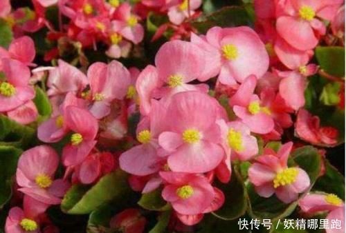 松叶牡丹|养花就养4种花，好养易活花量大，家里变花海，邻居都羡慕！