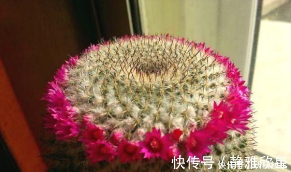 他养了1盆“仙人球”，开花100朵，漂亮极了，大家都说头回见