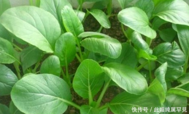 阳台种上“4种菜”,长得快结果多,随吃随摘,不用出门买!