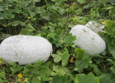 冬瓜藤|以前用来喂猪, 现在很多人都要抢着吃, 具有防癌的功效