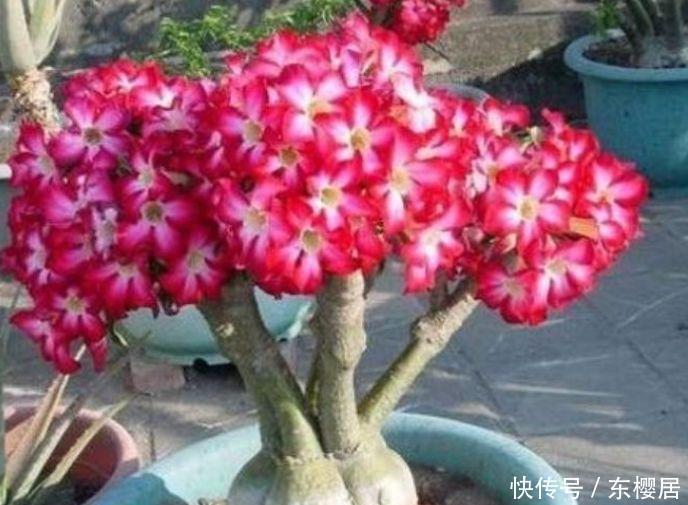 鲜艳|喜欢养花不如养此几款，花朵繁盛鲜艳，至冬不凋，美翻了