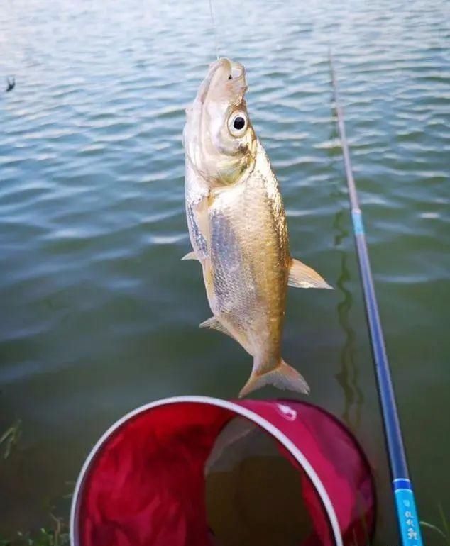 用小钩细线总是“缠子线”教你几招实用的,保证不打结不缠线