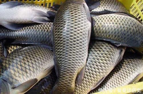 蚯蚓钓鱼已成过去,大蒜将取代蚯蚓,让你比原来翻三倍,满载而归