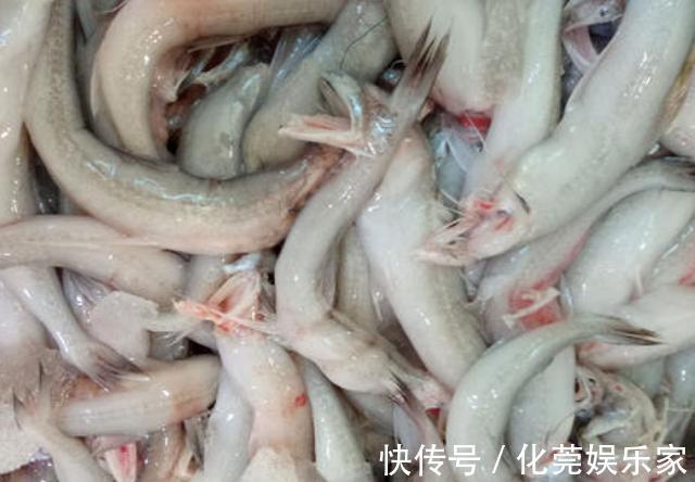 吃起来|好吃又便宜的4种海鲜鱼，基本“没腥味”，吃起来相当过瘾