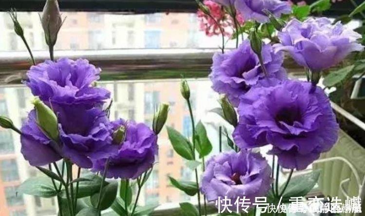 龙船花|此花超漂亮,沾土就活,花朵迷人,阵阵花香,花朵大