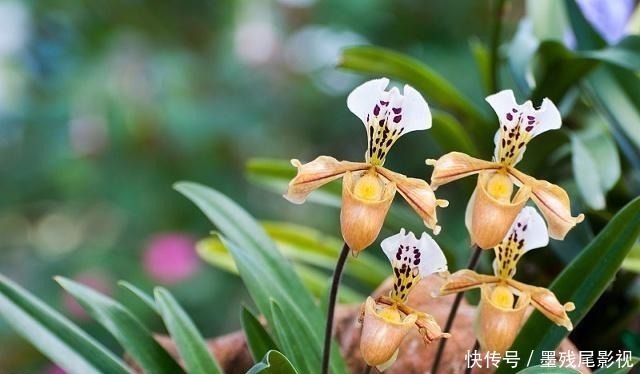 飘香|香味最浓的3种兰花,好养又好看,家里养一盆,满屋都飘香!