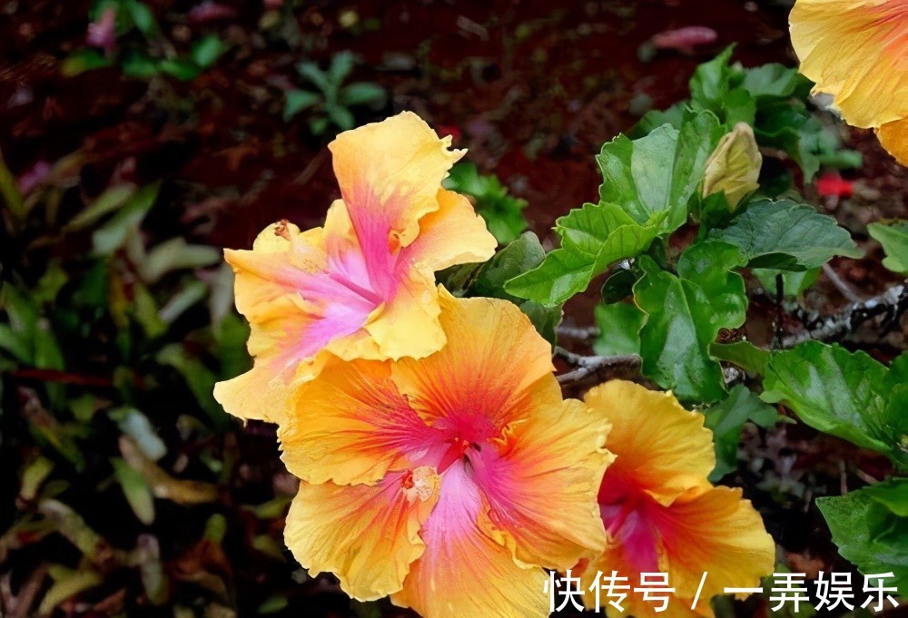 被名字耽误的“三种花”,名字虽土颜值高,关键是高温夏季也勤花