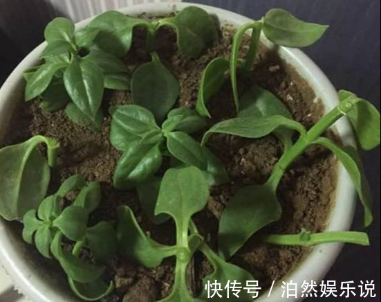 爆盆|养花技巧10种吊兰,好扦插,易爆盆,掐一根一插就是一大盆!