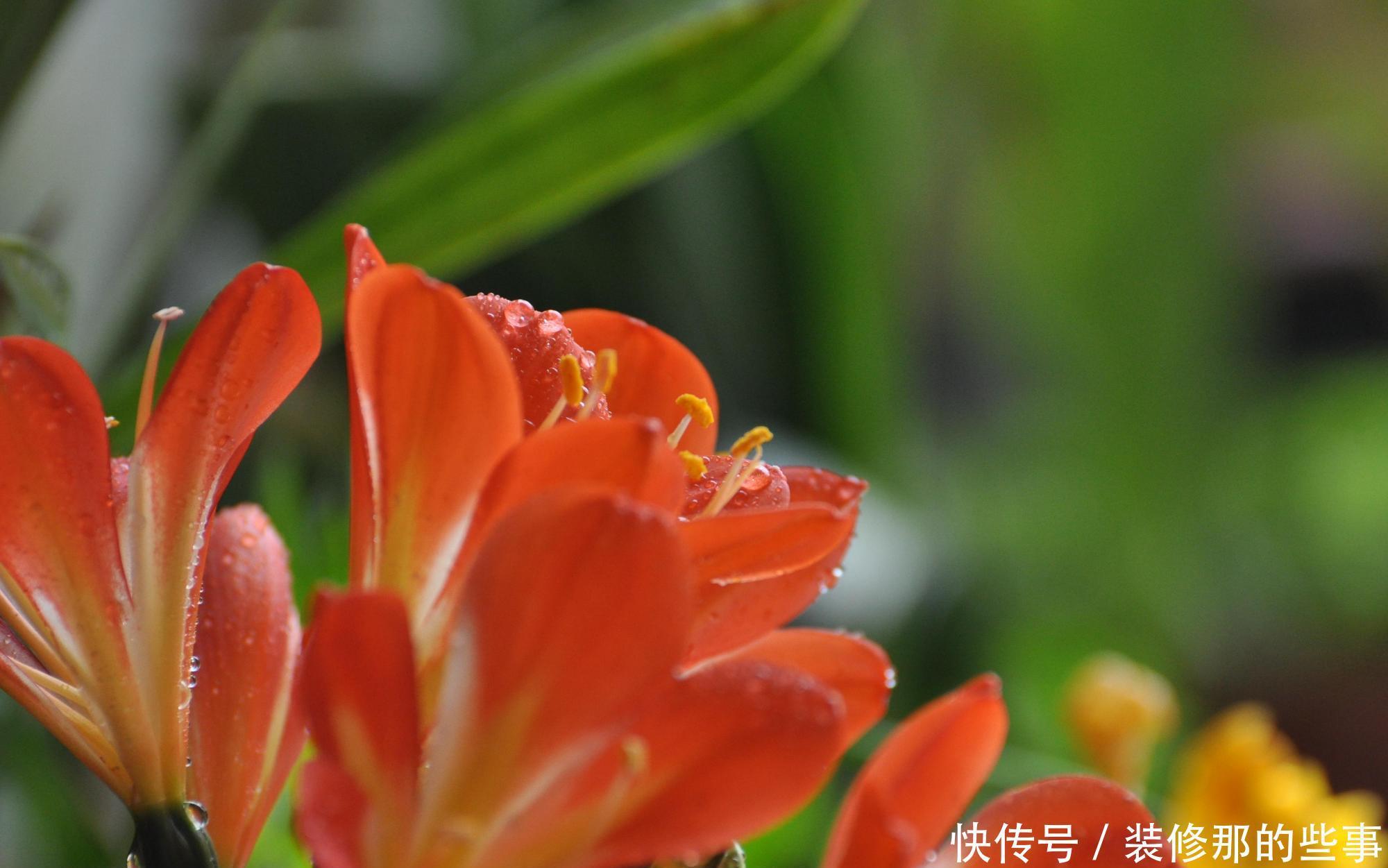 君子兰养护有妙招,盆里加上这些东西,开花很容易