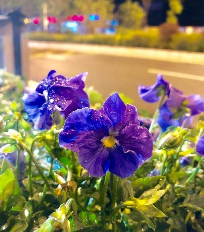 下雪才好看的3种花,想让花开的美,别早早搬入室内