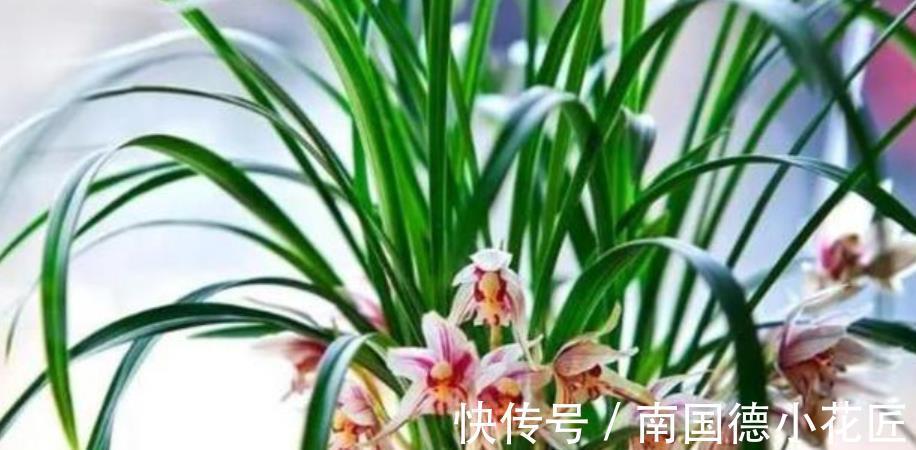 雾化水|兰花长出新苗后,教你3个小技巧,快速长大早开花