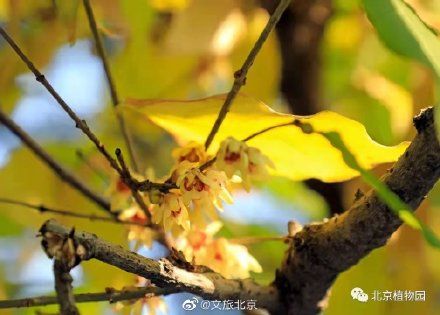 蜡梅|暗香浮动，北京植物园蜡梅初开