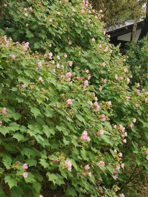 秋色|粉黛浪漫、芙蓉温柔，去公园追一场绝美秋色