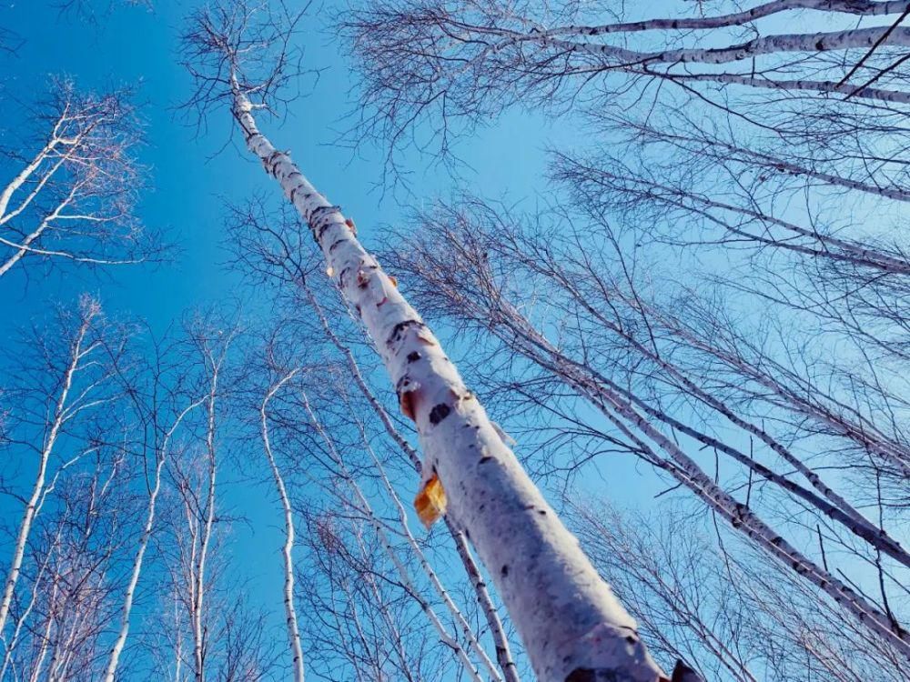 东北|引爆抖音12亿次点击！东北雪景美上热搜，是时候去一趟东北了！