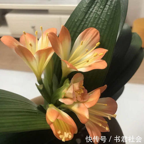 给君子兰吃点它，叶片肥厚，新叶长不停