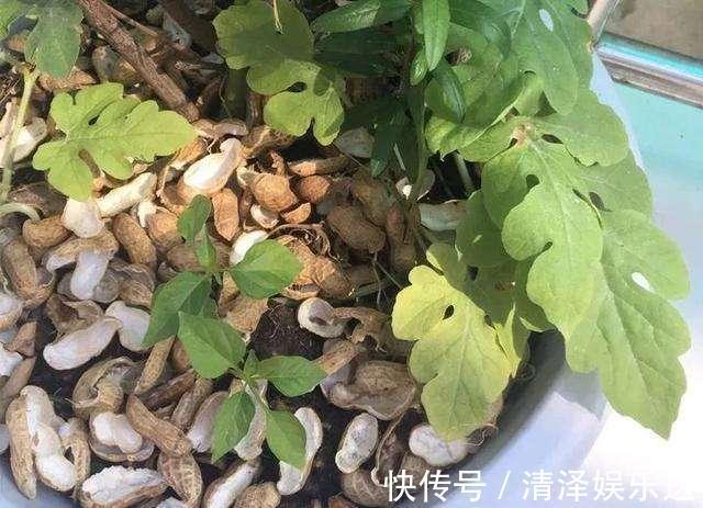 养花|生活垃圾做养花肥,再好不过,月季花用了就猛长!