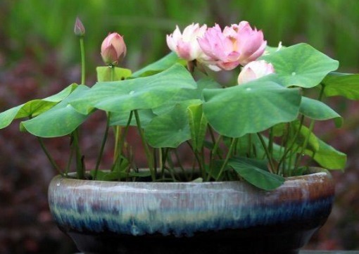 夏天养这几款花,沾土就活,开花一簇一簇,阳台美成“大观园”