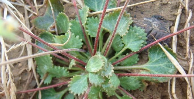 小草|这种小草到处可见,却能治咽喉炎、口腔炎、咽喉痛,被称为喉咙草