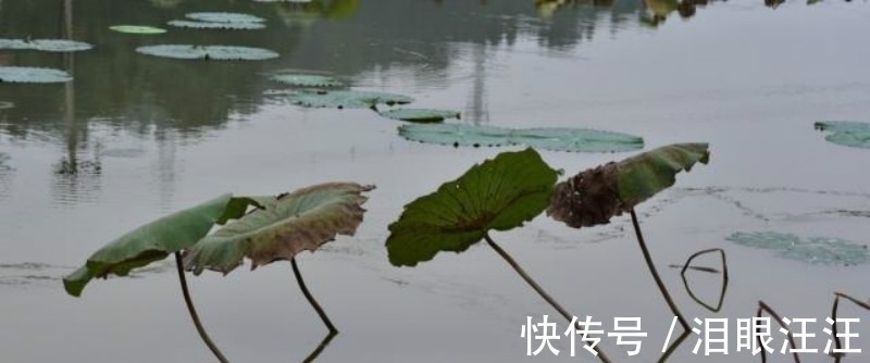 诗人#难怪卢照邻不服王勃,读他这首诗就知道,他的才华完全不输于王勃