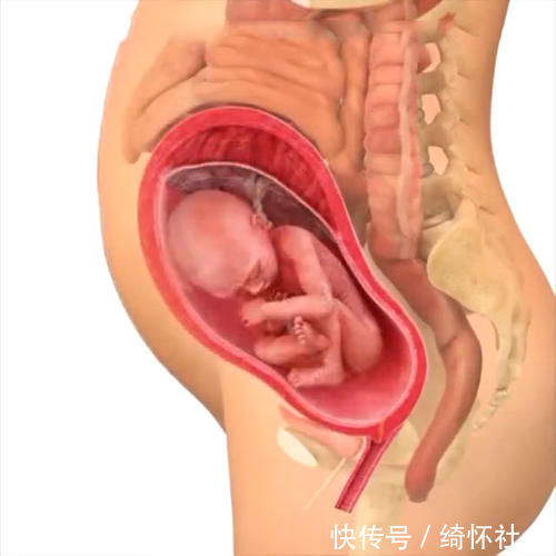 发育|孕期40周胎儿生长发育组图,胎儿是这样一天天长大的