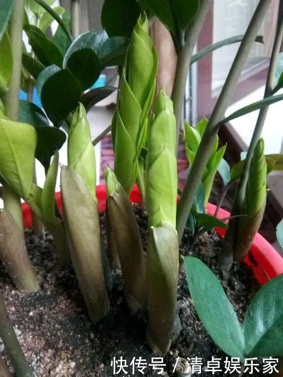 养花|养花技巧6种花须用小盆“挤着养”,控水好、长得旺!