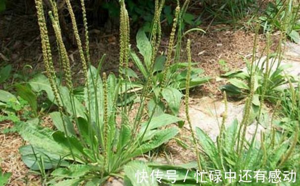 叶基生|此两种草可清热解毒，一种踪迹难寻，另一种农村随处可见