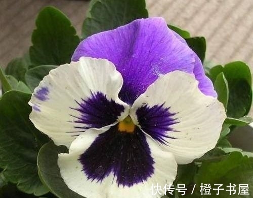 植料|最香的“4种花”,好养又漂亮,花香醉人,谁养谁喜欢
