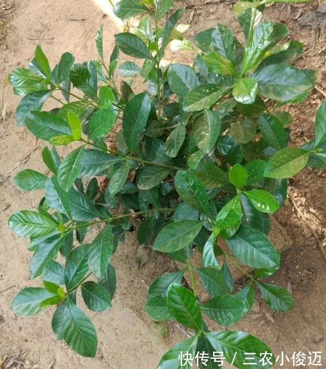 根系|栀子花养了好几年就是不开花, 做足这两点, 年年都爆盆