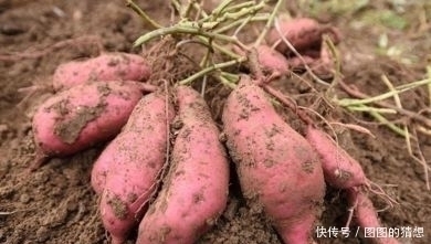 红薯|长寿老人从来不吃的几种食物,尤其第一种,很多人还在傻傻吃