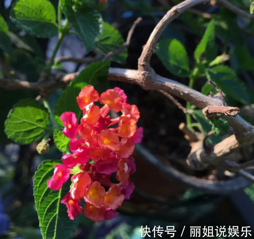 一盆五色梅拯救了的家庭，老婆对我刮目相看，你可能不会相信