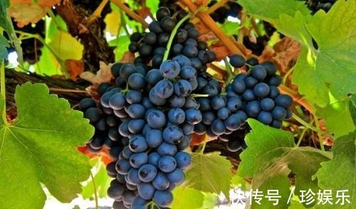 快乐食品|很有营养的3种食物，值得天天吃一些，淡化皱纹、美白护肤！