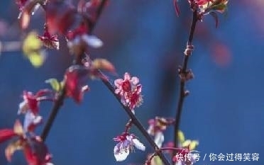 李商隐描写落花的两首诗,演绎生活精彩,满溢人间真情