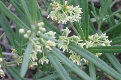 树脂|儿时常吃的野果,竟然含有橡胶、树脂,是重要的工业原料