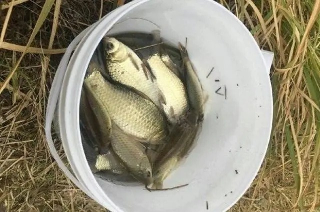 冬钓板鲫，一定常去这2个地方，藏鱼多